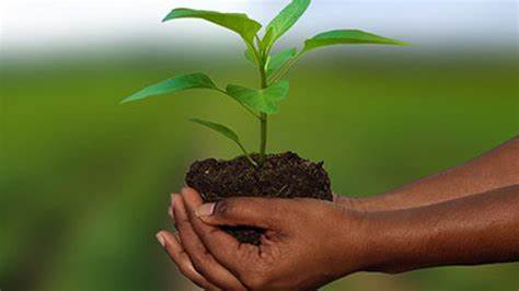 Empowering Indian Farmers: The Evolving Role of Agricultural Insurance in 2025